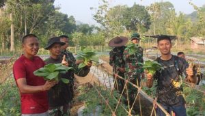 Yonif 301/Pks, Ketahanan Pangan, Stabilitas Nasional, Sumedang, Urban Farming